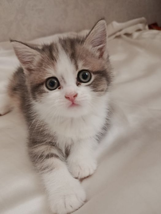 Кошка пародисты..