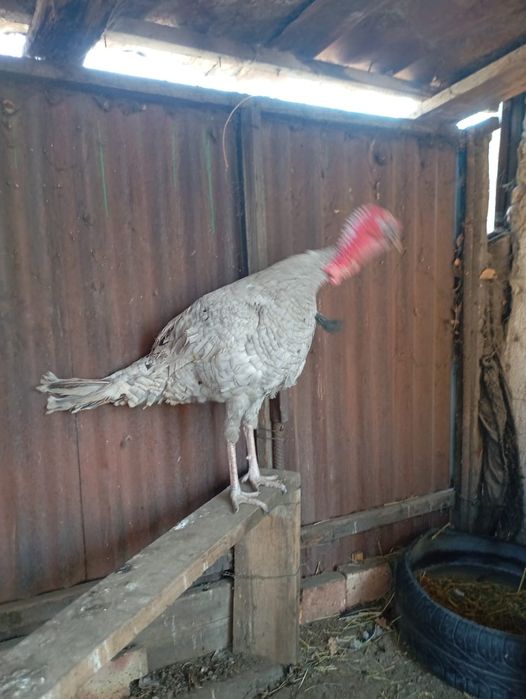 Падони индюк ннннннн