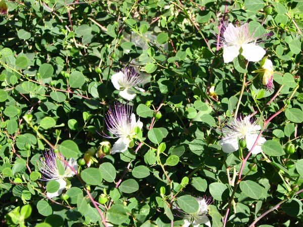 Ковул уруғи сифатли 500 грамм