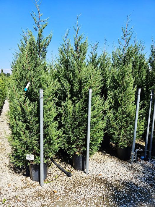 Vând tuia leylandii de mai multe dimensiuni