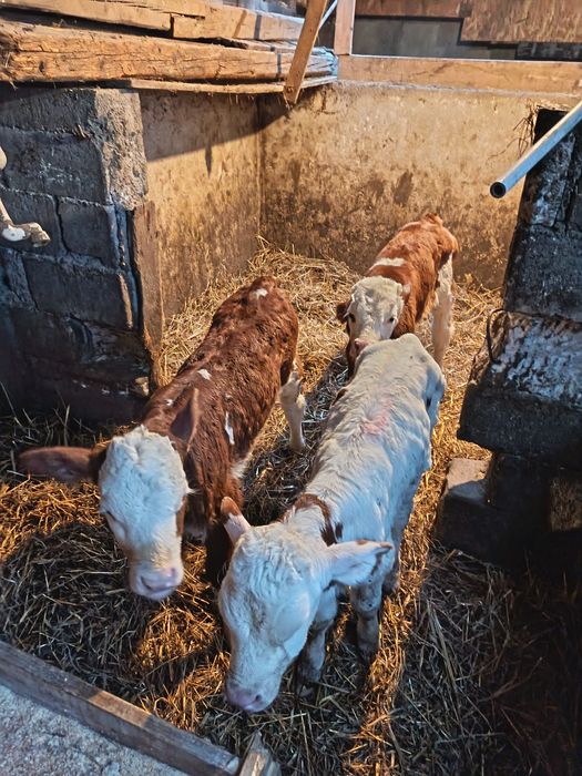 Vând vitei de lapte și semiintarcati