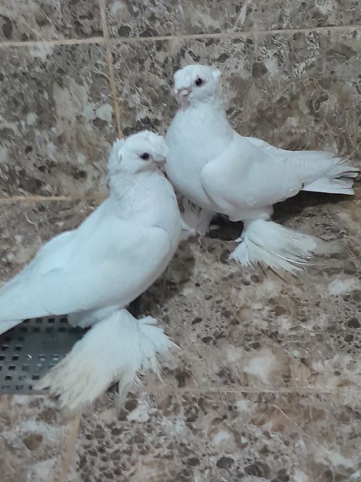 Продаю узбеки здоровья вся птица