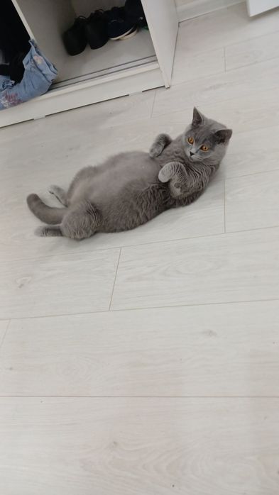 Мушукчалар сотилади