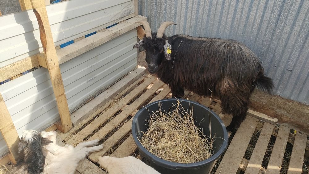 Ешки еки лагымен