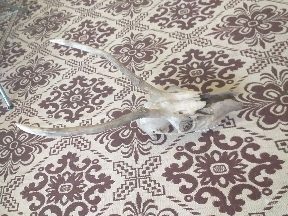 Рога рог елен еленски лопатар сръндак сърна роги трофей ловен ловци