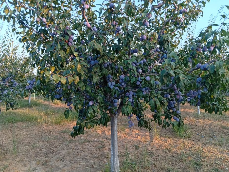 Legume și fructe