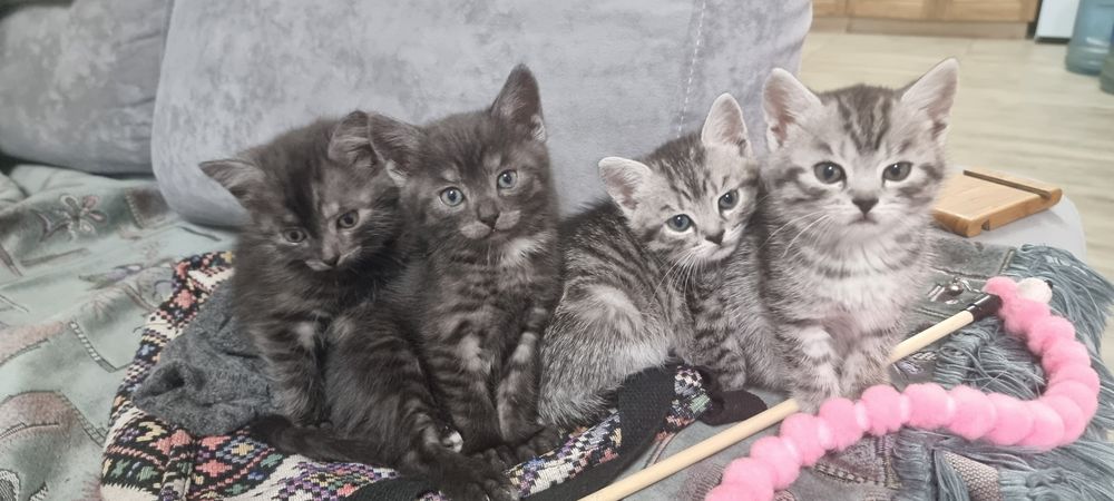 котята в добрые  руки