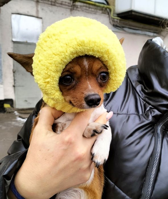 Одежда для животных. Шапочки.