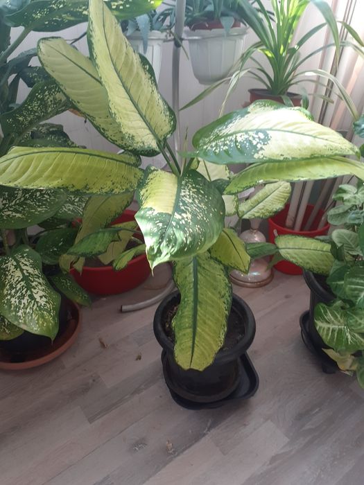 Комнатные  цветы