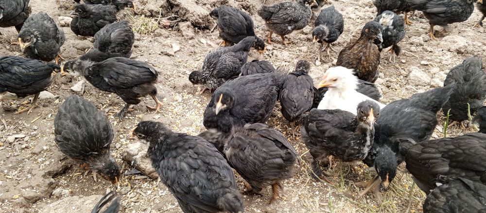 Андижан кора жужалари