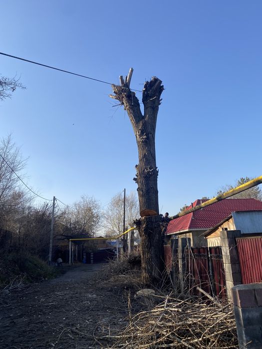 Спил дерева , Агаш  кесемыз профи