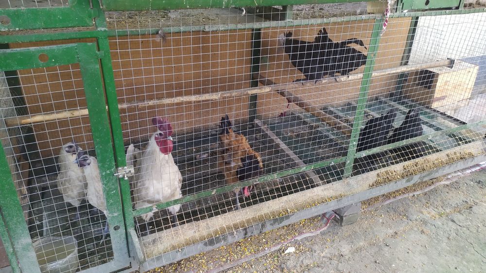 Qora va oq  tovuq uxayul yashil tuxumlari sotiladi