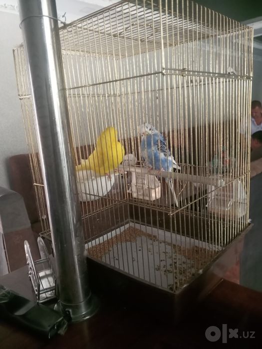 Toʻti qush sotiladi 350 000