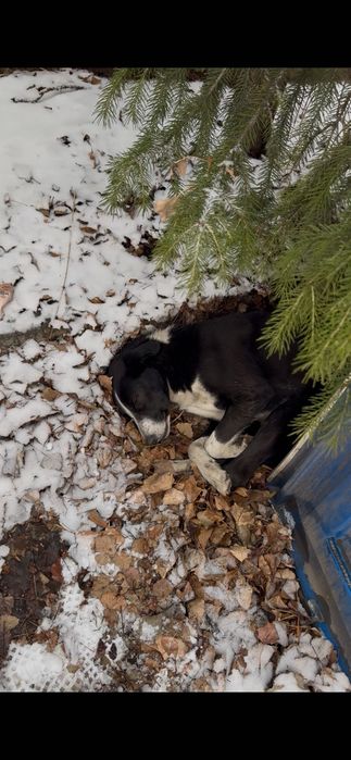 Умная собачка добрым людям