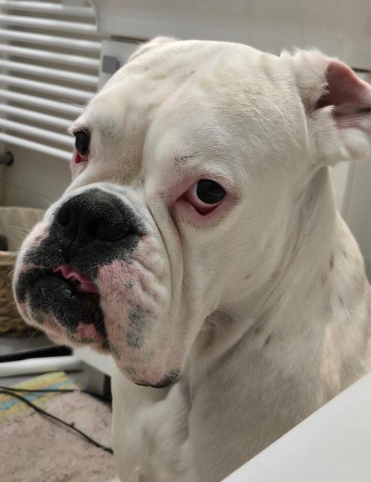 Dau spre adoptie caine Boxer