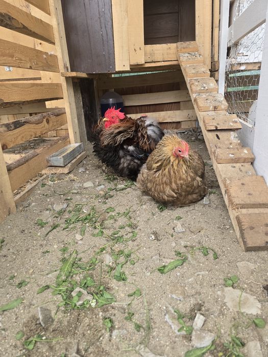 2+1 Cochinchina pitic cocoș frezat