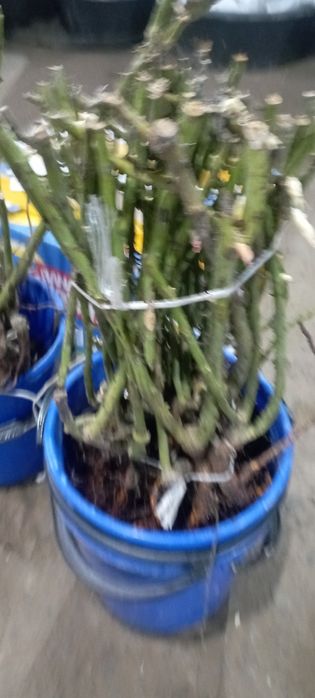 Саженцы ёлка.плодавые яблоки груш итд