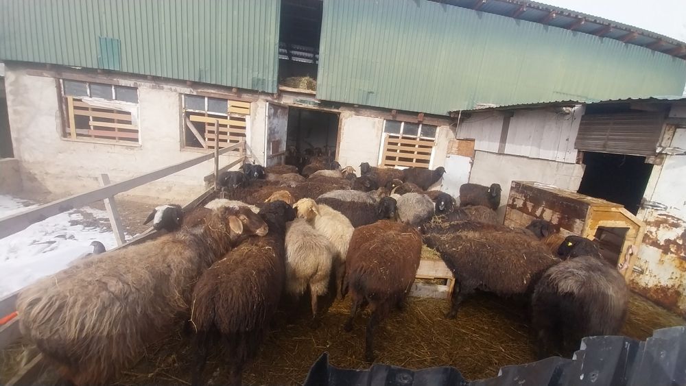 Қой сатылады семіз