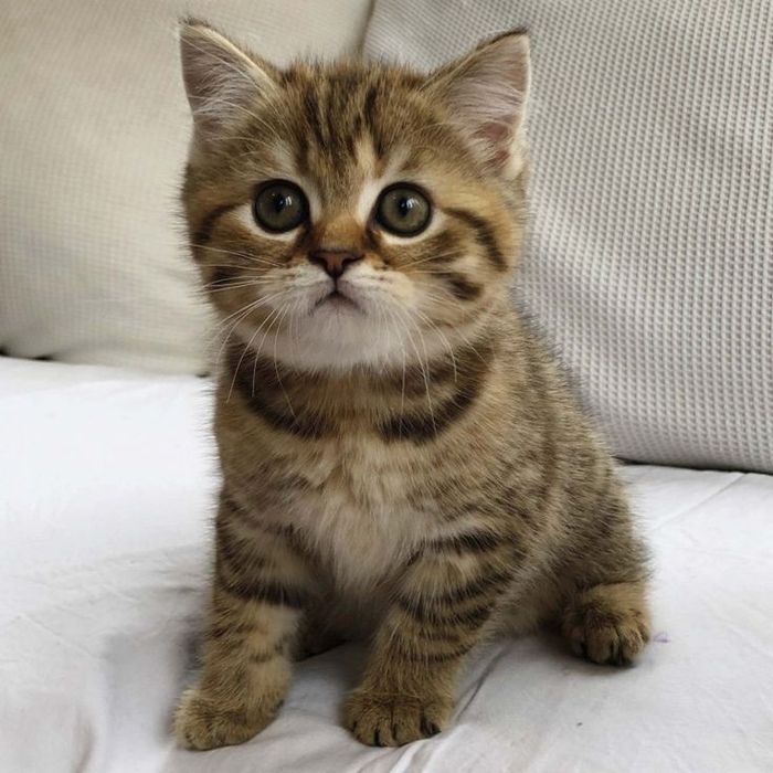 British Shorthair femela cu pedigree tip A