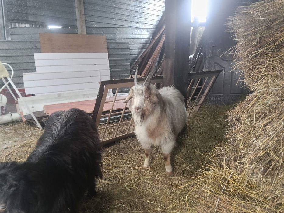 Козлы зорошие зз