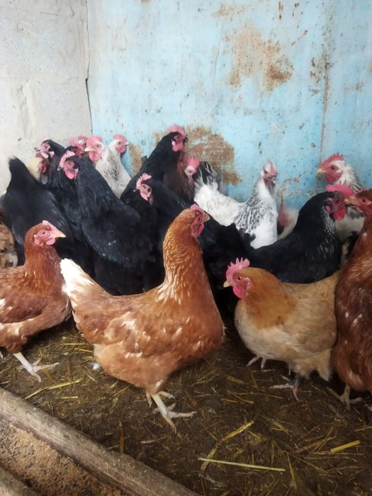 Продам куры домашние