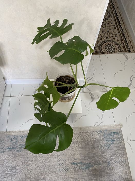 Өзіміз колдан өсірген гулдер