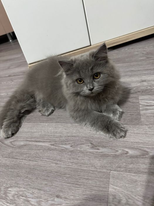 Котенок длинношерстный британец