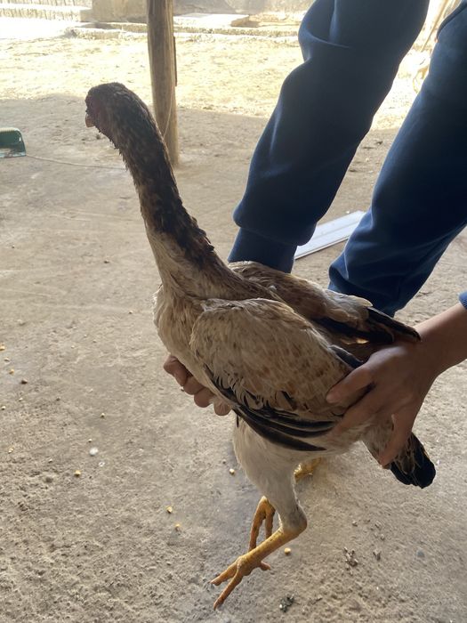 Dakan tovuq zoti saman ciqan 2ta bor boliwi 150mindan