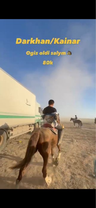 Көкпар аты сатылымда!