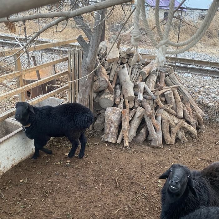 К,азоки куйлар сотилади