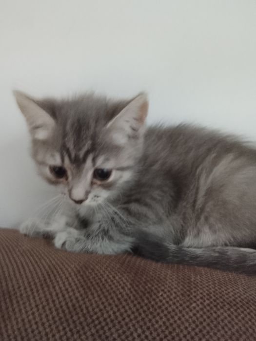 Котята в хорошие руки