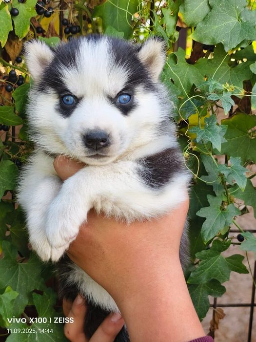 Очаровательные щенки сибирской хаски.
