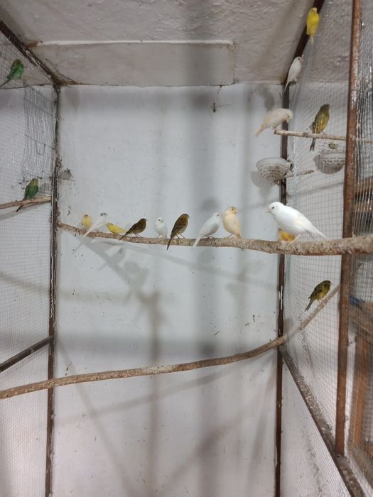 Продаются попугаи, канарейки.
