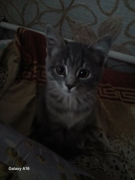 Отдам в добрые руки Котёнка. Предгорное.