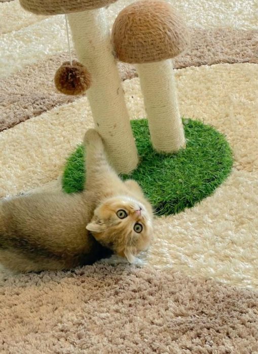 British superb cu pedigree