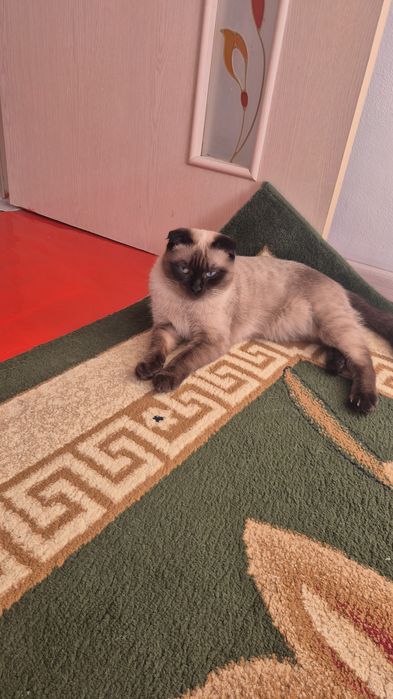 Сиамския кошка на вяску