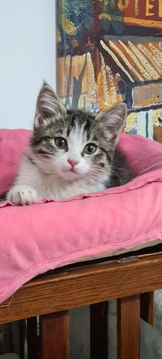 Отдам красивую кошечку