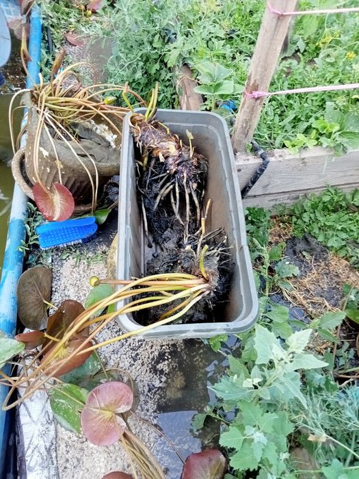 Нимфея или лотос