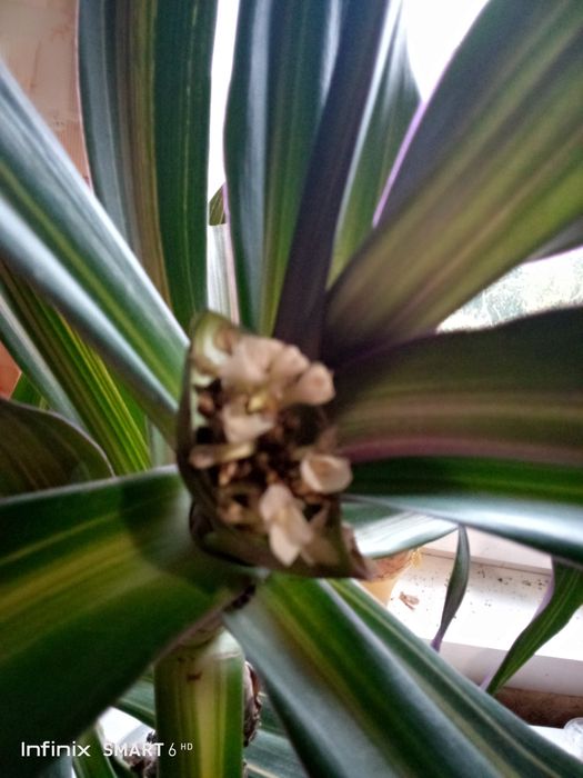 Продам домашнее растение РЭО.