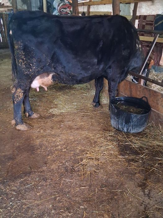 Vând vaca cu vitel de 2 săptămâni