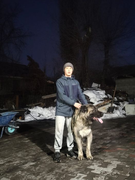 Продается кангал