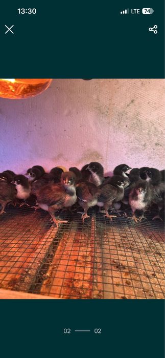 Pui australorp negru