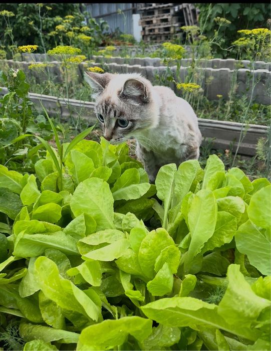 Отдам кота в добрые любящие руки