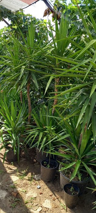Plante yuca de vanzare