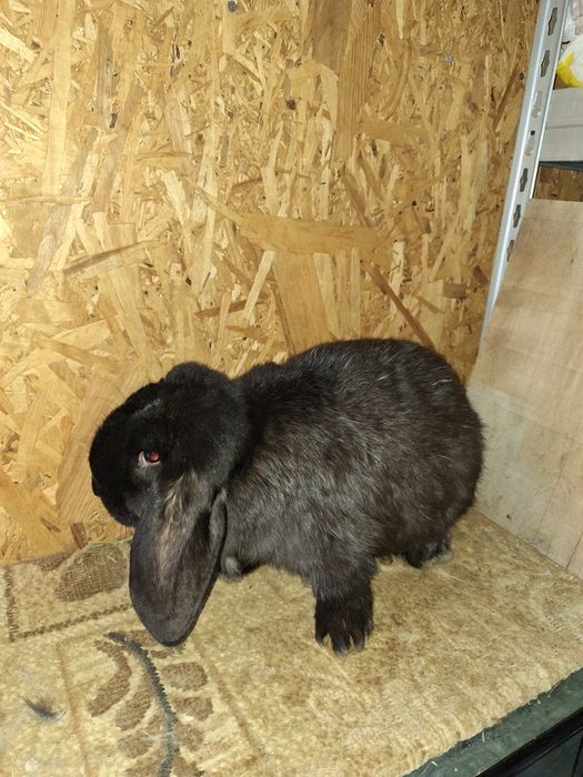 Vând iepuri berbec german