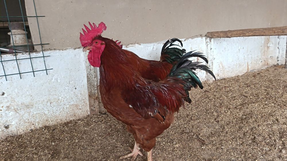 Хан хяп ху́розлари сотилади...