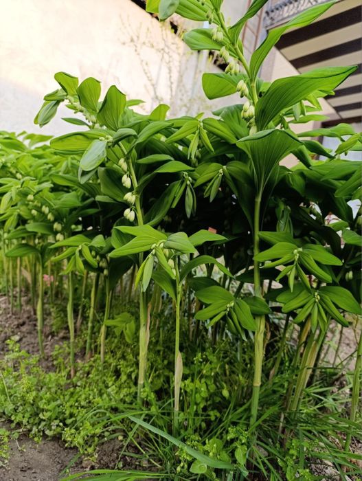 Продаю цветы ландыши