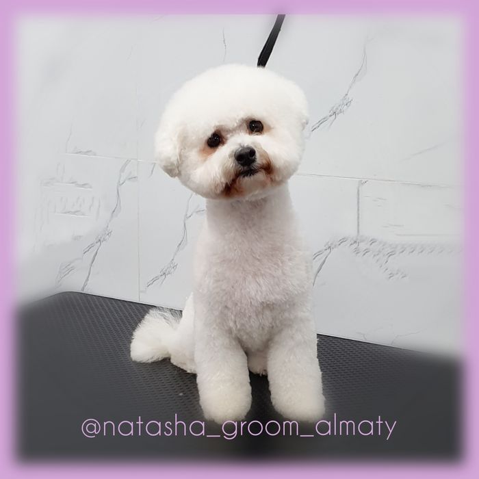 Стрижки собак и кошек