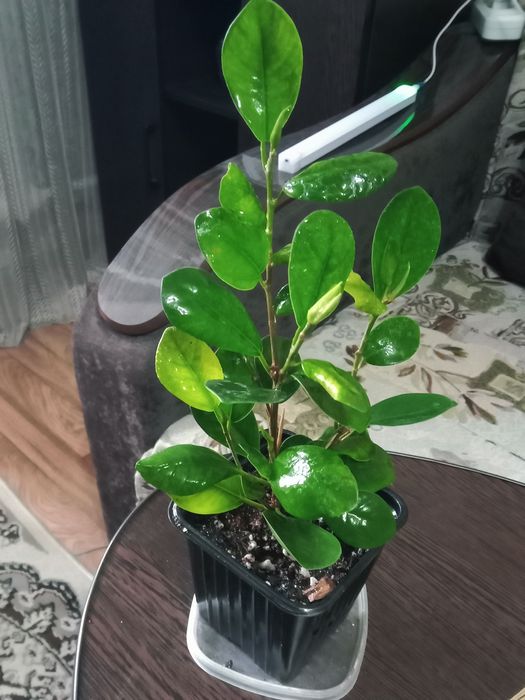 Фикус Бенджамин продам