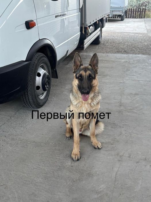 Продам овчарку щенков